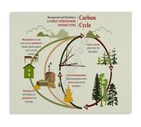 The Carbon Cycle Environmental Science Poster Biology Chart Canvas Wall-Art for Classroom Wall(Framed,12x18inch(30x45cm))