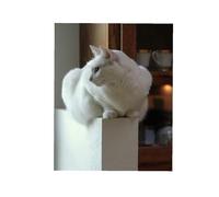 The Cat Encyclopedia: Cat Breeds