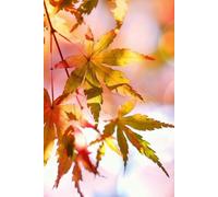 The Coral Leaf Season: Fall Daily Journal for Gratitude, Priorities, Notes and Cozy Autumn Planning