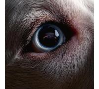 The Dark Side Of The Moon Redux Vinyle