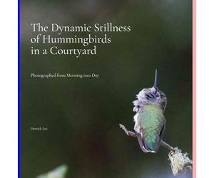 The Dynamic Stillness of Hummingbirds in a Courtyard: Photographed from Morning into Day