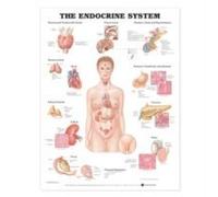 The Endocrine System Anatomical Chart