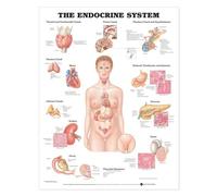 The Endocrine System Anatomical Chart