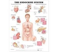 The Endocrine System Anatomical Chart by Prepared for publication by Anatomical Chart Company