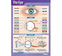The Eye | Affiches scientifiques | Papier brillant mesurant 850 mm x 594mm (A1) | Graphiques Sciences pour la salle de classe | Tableaux éducatifs par Daydream Education