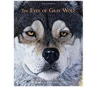 The Eyes Of Gray Wolf