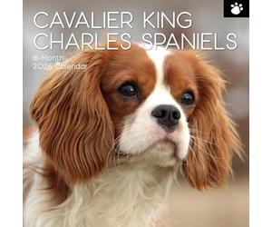 The Gifted Stationary Calendrier mural carré 2026, épagneuls Cavalier King Charles, calendrier à suspendre sur le thème des animaux avec 180 autocollants de rappel, planificateur mensuel pour la