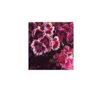 The Girl Who Runs The Beat Hotel