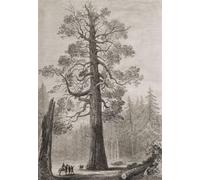 The Grizzly Giant a Geant Sequoia Tree Papillon Grove Yosemite National Park California unit les États d'Amérique From The London Illustrated News publié en 1881. Ken Welsh Poster imprimé (13 x 19)