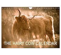 The Hairy Cow Calendar (Wall Calendar 2026 DIN A4 landscape), CALVENDO 12 Month Wall Calendar: Evocative images of Highland Cattle on Norfolk grazing marshes