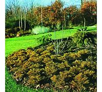 The Hipshakes - Maximum Growth and Vigour [Vinyl] [Import]