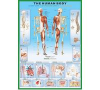 The Human Body - 61x91,5cm - Affiche / Poster
