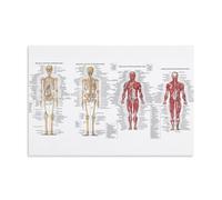 The Human Skeleton And Its Major Système Poster Tableau décoratif sur toile Art mural pour salon, chambre à coucher, art mural, impression d'image moderne, décoration de chambre familiale, 50 x 75 cm