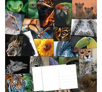 the lazy panda card company 64 cartes postales macro gros plan de la nature - Belles photos de la nature sous un angle différent