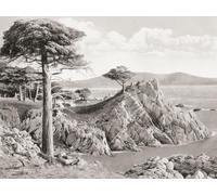 The Lone Cypress Midway Point on the 17 Mile Drive which includes Del Monte Monterey and Pacific Grove California United States of America c. 1915. From Wonderful California Publié 1915. Poster Print