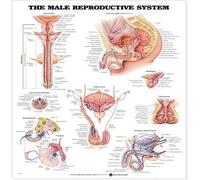 The Male Reproductive System