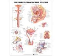 The Male Reproductive System Anatomical Chart by Prepared for publication by Anatomical Chart Company