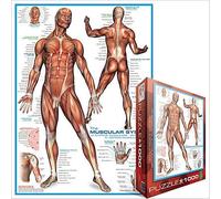 The Musculaire Système 1000 Pièce Puzzle Par Eurographics 680mm x 490mm ( Pz )