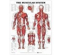 The Muscular System Anatomical Chart