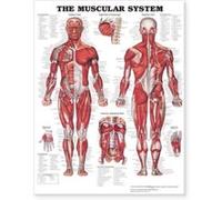 The Muscular System Giant Chart Anatomical Chart Company (Auteur)