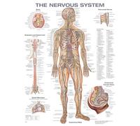 The Nervous System Anatomical Chart