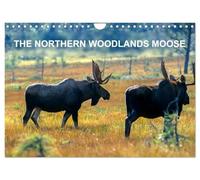THE NORTHERN WOODLANDS MOOSE (Wall Calendar 2026 DIN A4 landscape), CALVENDO 12 Month Wall Calendar: Step by step with the northern woodlands moose in their natural habitat