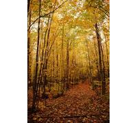 The Outside First Year, Volume 4: A Journal for Autumn and Reflection