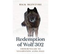 The Redemption of Wolf 302: From Renegade to Yellowstone Alpha Male
