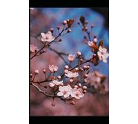 The Reinvestment Blueprint: Unlocking High-Yield Dividends for Long-Term Wealth