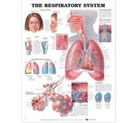 The Respiratory System Anatomical Chart