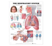 The Respiratory System Anatomical Chart