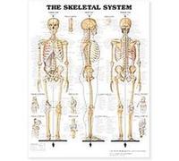 The Skeletal System Giant Chart Anatomical Chart Company (Auteur)
