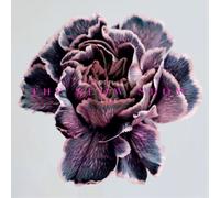 The Slow Show Still Life (CD) Album