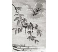 The Sparkling-tailed woodstar (Tilmatura dupontii) alias le colibri à queue étincelante. De l'univers ou l'infiniment grand et l'infiniment petit publié en 1882. Poster imprimé par Ken Welsh (30,5 x