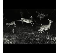 The Trees Were Buzzing, and the Grass.