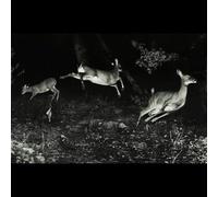 THE TREES WERE BUZZING, AND THE GRASS.