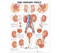 The Urinary Tract Anatomical Chart by Prepared for publication by Anatomical Chart Company