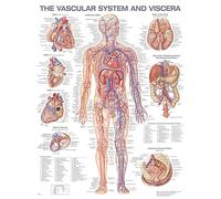 The Vascular System and Viscera Anatomical Chart