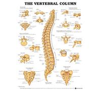 The Vertebral Column Anatomical Chart