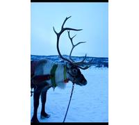 The Weekly To-Do List: Make the Moose Out of Life