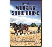 The Working Shire Horse G