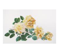 Théa Gouverneur Kit au point de croix compté "Peace Rose Aïda", 44x65cm