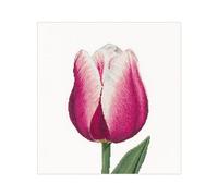 Thea Gouverneur - Kit de point de croix compté - Tulipe Triomphe Rouge/Blanche - Lin - 32 Compter - Pour adultes - 517