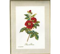 Thea Gouverneur zestaw do haftu krzyżykowego "Rose van Spaendonck Evenweave", 26x38cm