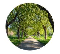 Thème Nature Tapis Rond Grands Arbres Verts Sentier champêtre, Tapis Moderne à Poil Bas Lavable pour entrée, Salon et Chambre 80x80cm