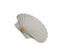 THINCAN Grands coquillages pour l'artisanat d'appartements et de plage Coquillage blanc festif pour projets artistiques Coquillages naturels Coquillages Grand, multicolore, 12 13 cm