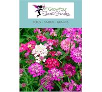 Thlaspi nain Candytuft Fairy mixed - Iberis umbellata - couvre sol, rocailles