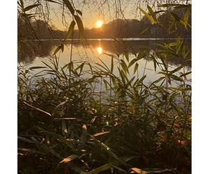 Thorpe James & Foat Greg - Photosynthesis [Import]