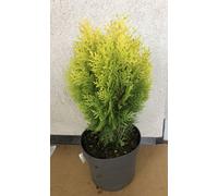 Thuja orientalis 'Aurea Nana' - Vivace naine jaune 25-30 cm conteneur