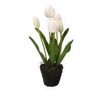THUN Tulipe Blanche M, Moyen